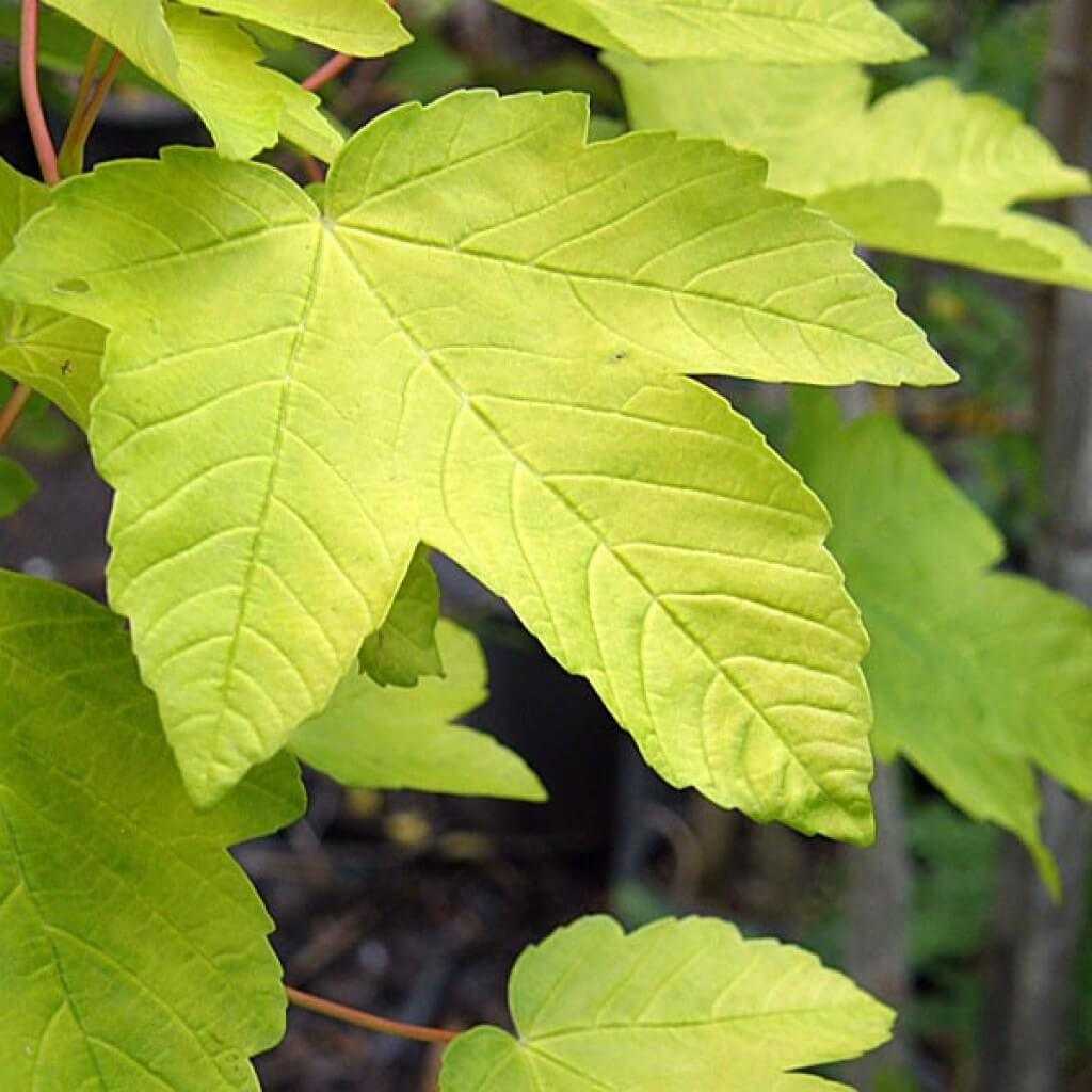 Клен виды. Acer pseudoplatanus 'Worley'. Клён мелколистный, остролистный. Клен Явор – Acer pseudoplatanus l.. Клен Ложноплатановый лист.