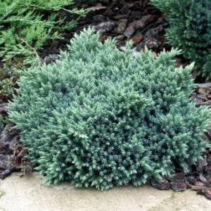 Можжевельник чешуйчатый "Blue Star"