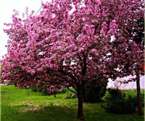 Яблоня декоративная