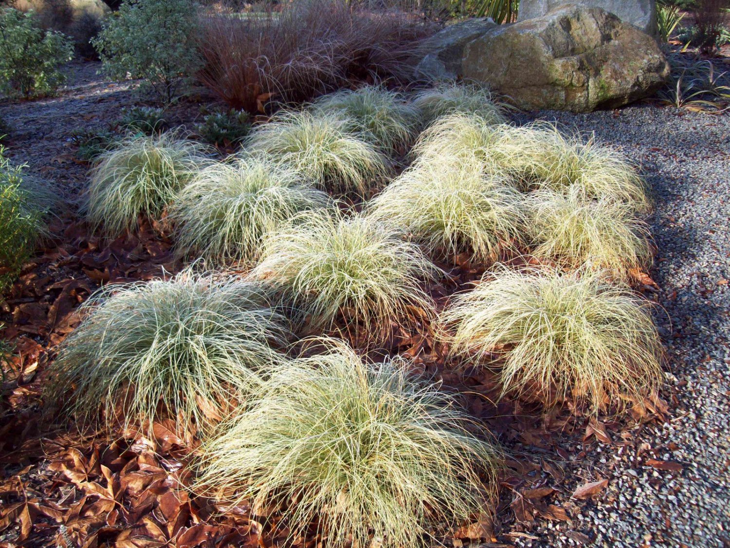 Осока власовидная "Frosted Curls"