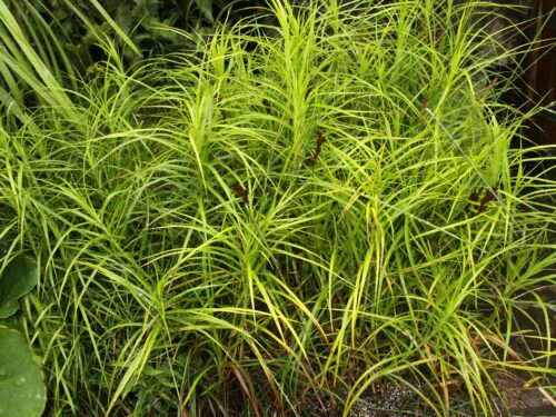 Осока пальмолистная "Variegata"