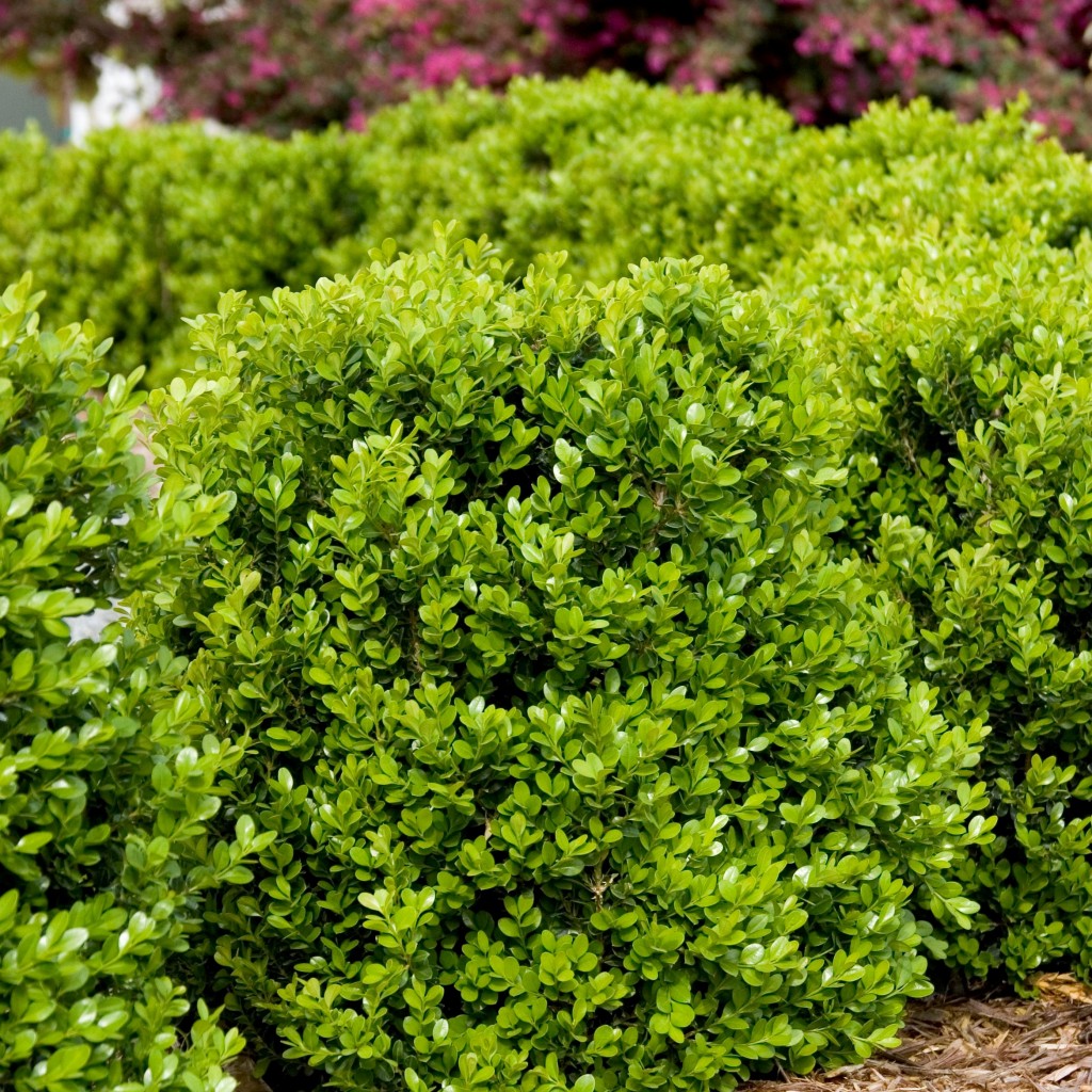 Самшит Buxus microphylla