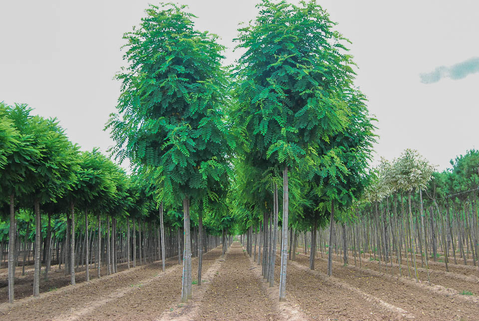 Павлония махачкала. Робиния Каск Руж. Robinia pseudoacacia casque rouge. Робиния Лжеакация 