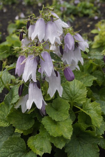 Колокольчик гибридный "Iridescent Bells"