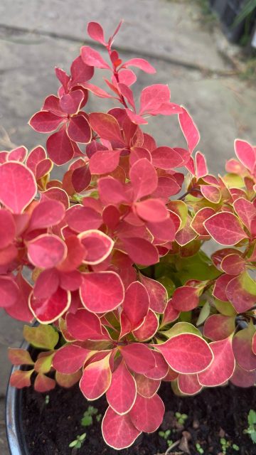 Барбарис Тунберга "Desperados"