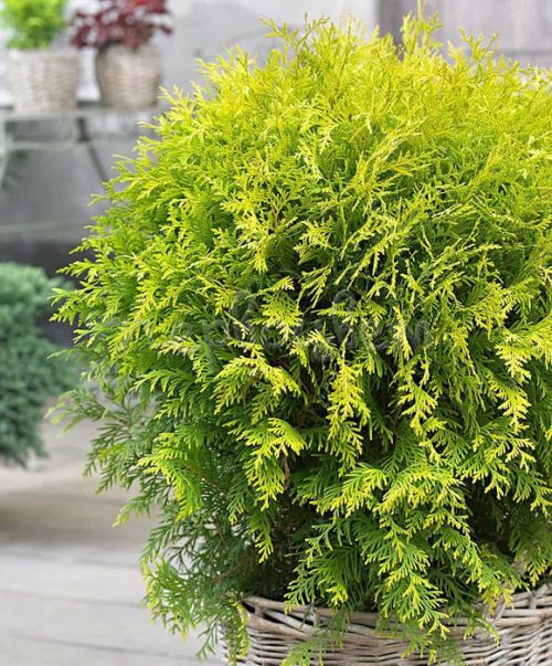 Туя западная  "Globosa Gold"