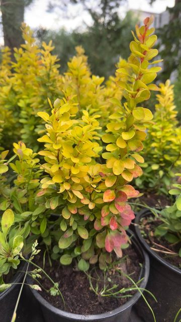 Барбарис Тунберга "Golden Tower"