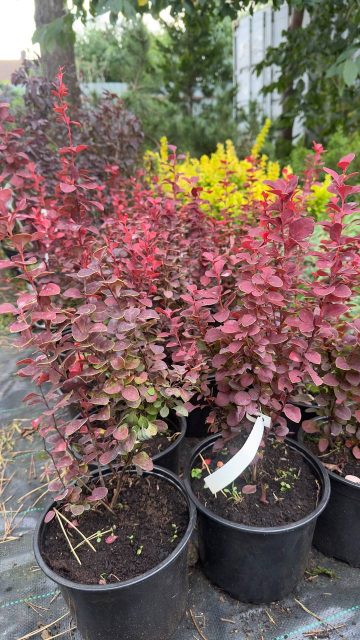 Барбарис Тунберга "Orange Pilar"