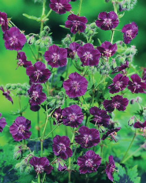 Герань тёмная