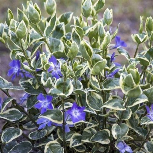 Барвинок малый "Variegata"