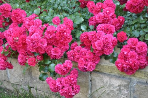 Роза "Gartnerfreude"