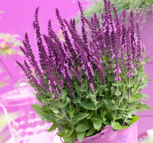 Шалфей дубравный "Sensation Deep Rose"
