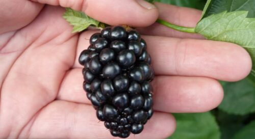 Ежевика "Prime-Ark Freedom"