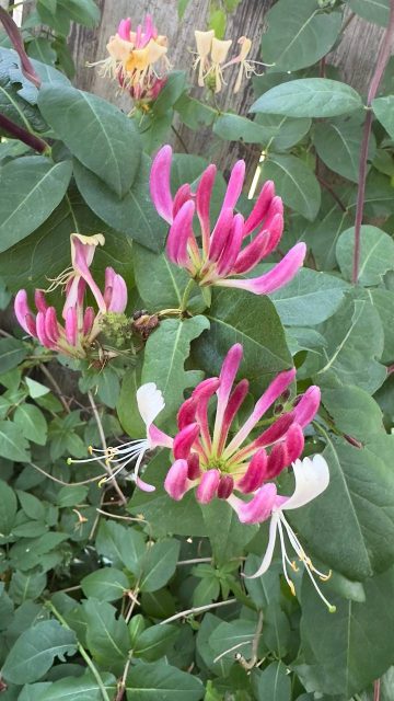 Жимолость Каприфоль