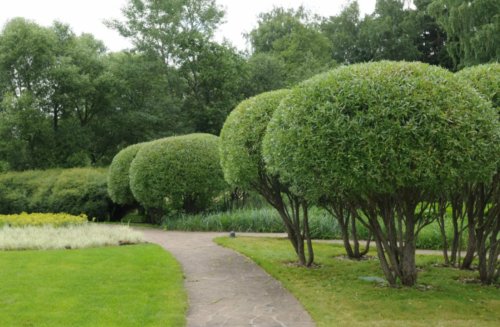 Ива ломкая (Булата)