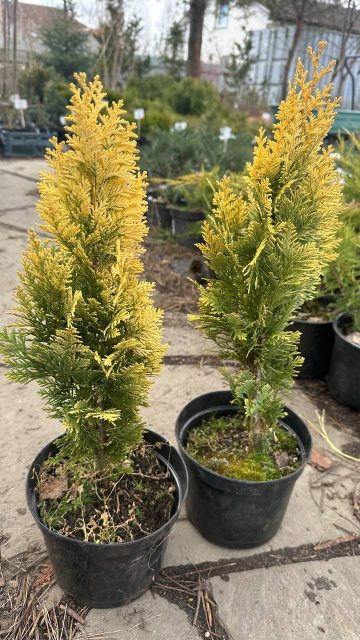 Кипарисовик Лавсовна "Zlotowka"