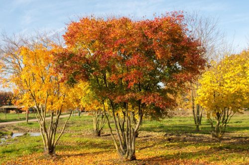 Клён Гиннала