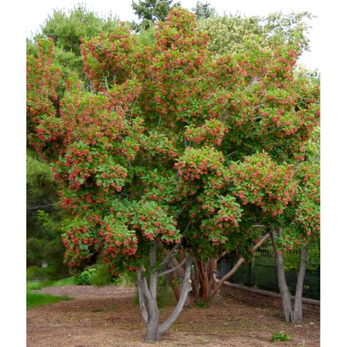 Клён татарский