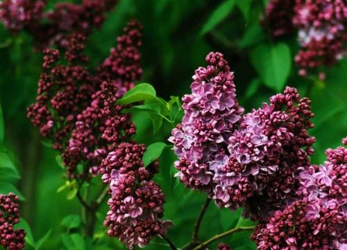 Сирень обыкновенная "Congo"