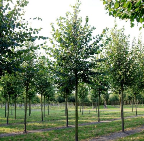 Липа мелколистная