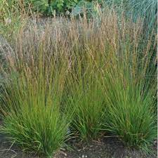 Молиния голубая "Heidezverg"