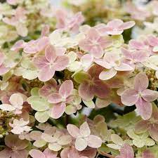 Гортензия метельчатая "Polestar"