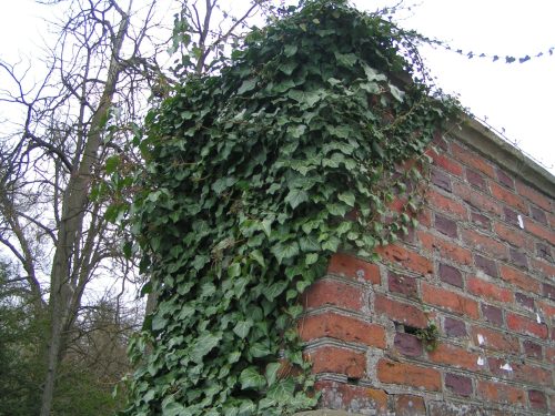 Плющ обыкновенный