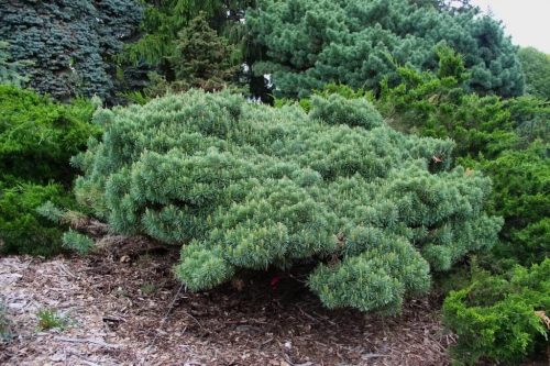 Сосна приземистая "Nana"