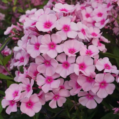 Флокс метельчатый "Bright Eyes"