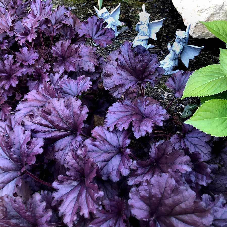Гейхера гибридная "Forever Purple"