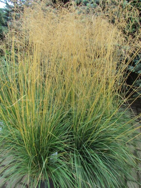 Щучка дернистая "Goldtau" (луговник дернистый)